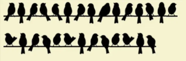 birds